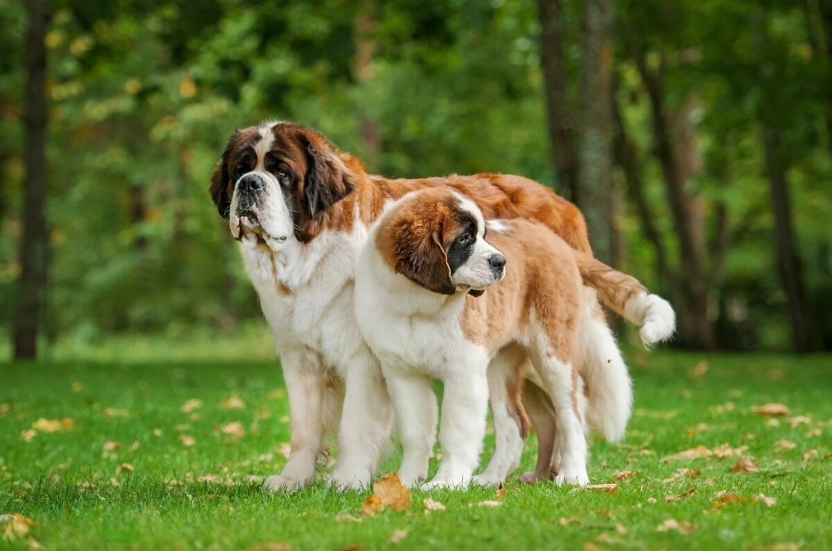 Красивые породы собак большие фото и название
