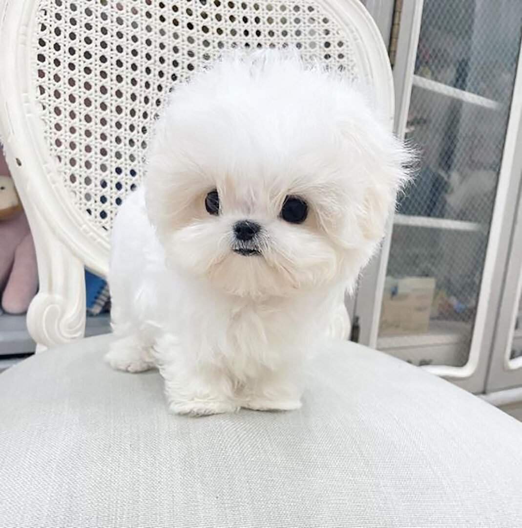 Teacup Maltese: A Tiny White Pooch To Love