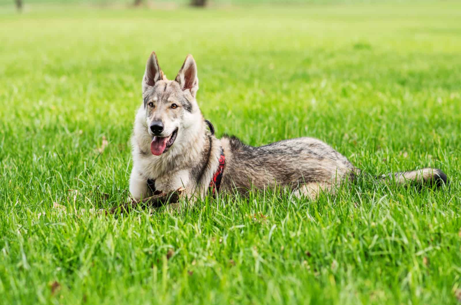 Wolf Dog Price: Everything You Want To Know & More