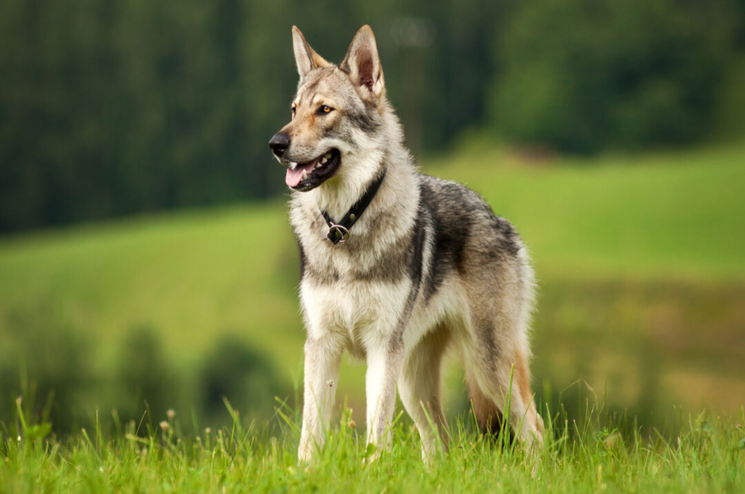 Wolf Dog Price: Everything You Want To Know & More