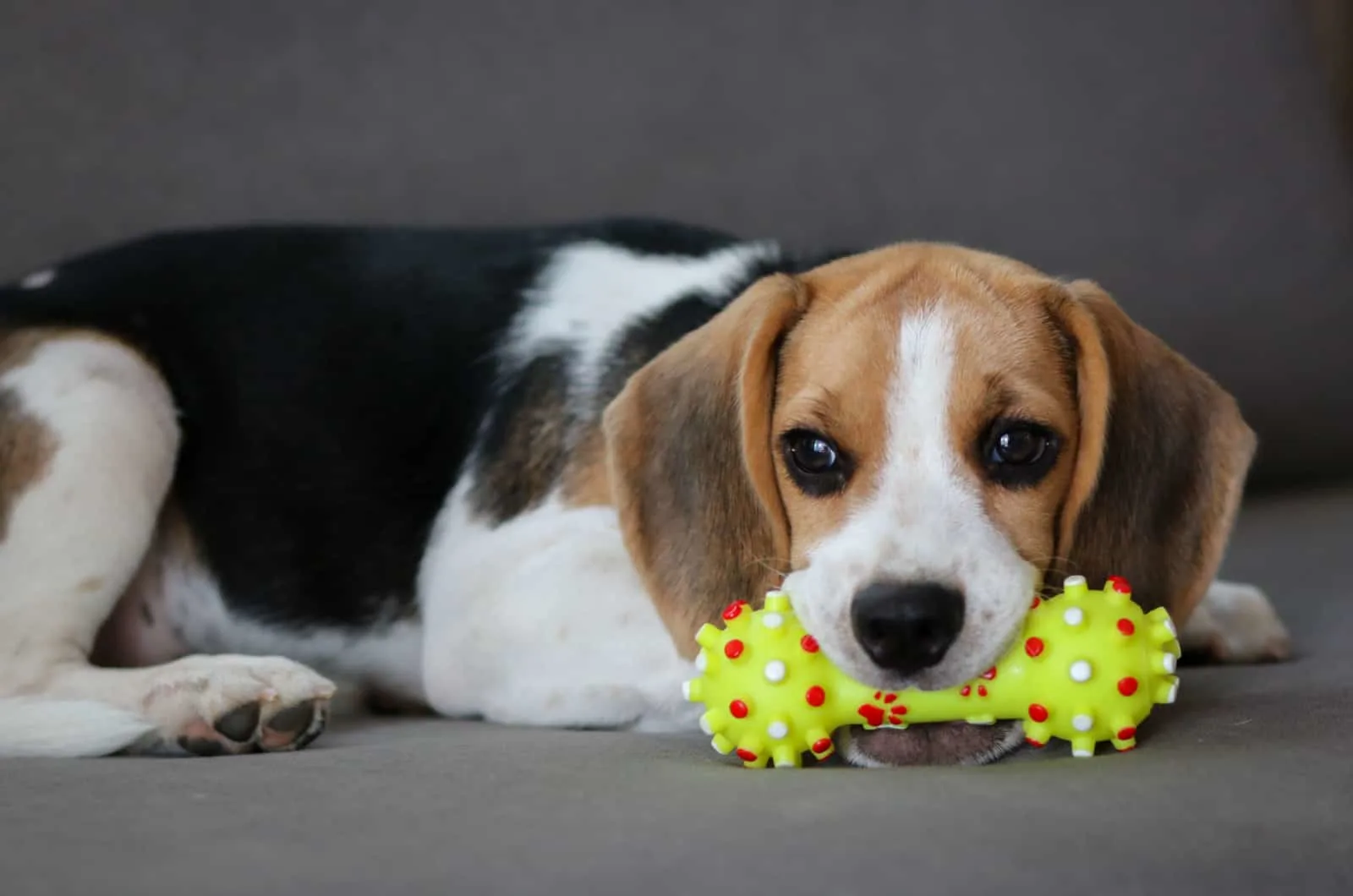 Beagle Toys – P