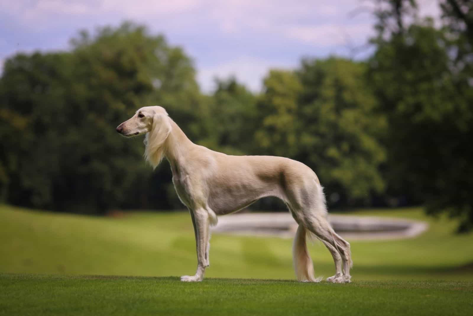 Tall skinny dog with hotsell long hair