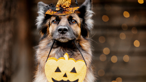 18 Best German Shepherd Halloween Costumes + DIY Ideas