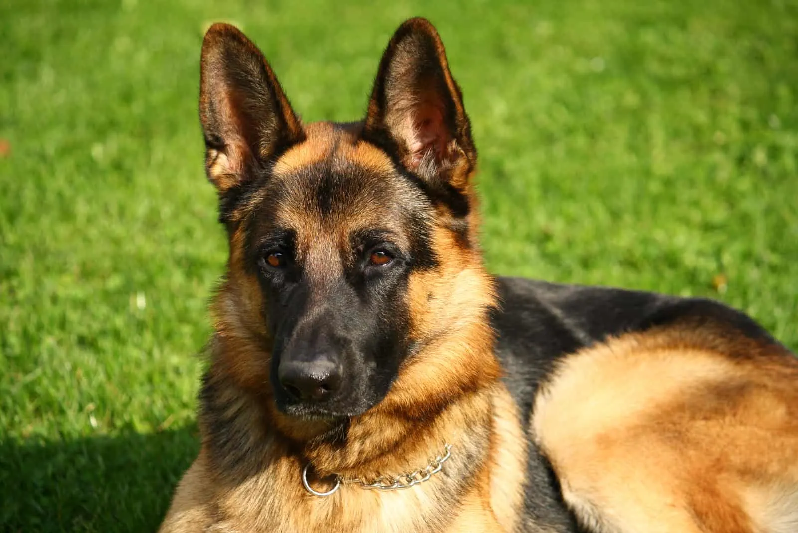are all german shepherds born with floppy ears