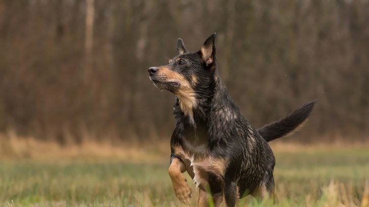 how big will a rottweiler australian shepherd mix get