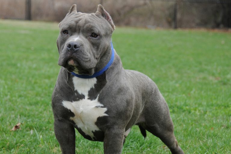 Here Are 8 XL Bully Breeders You Can Trust