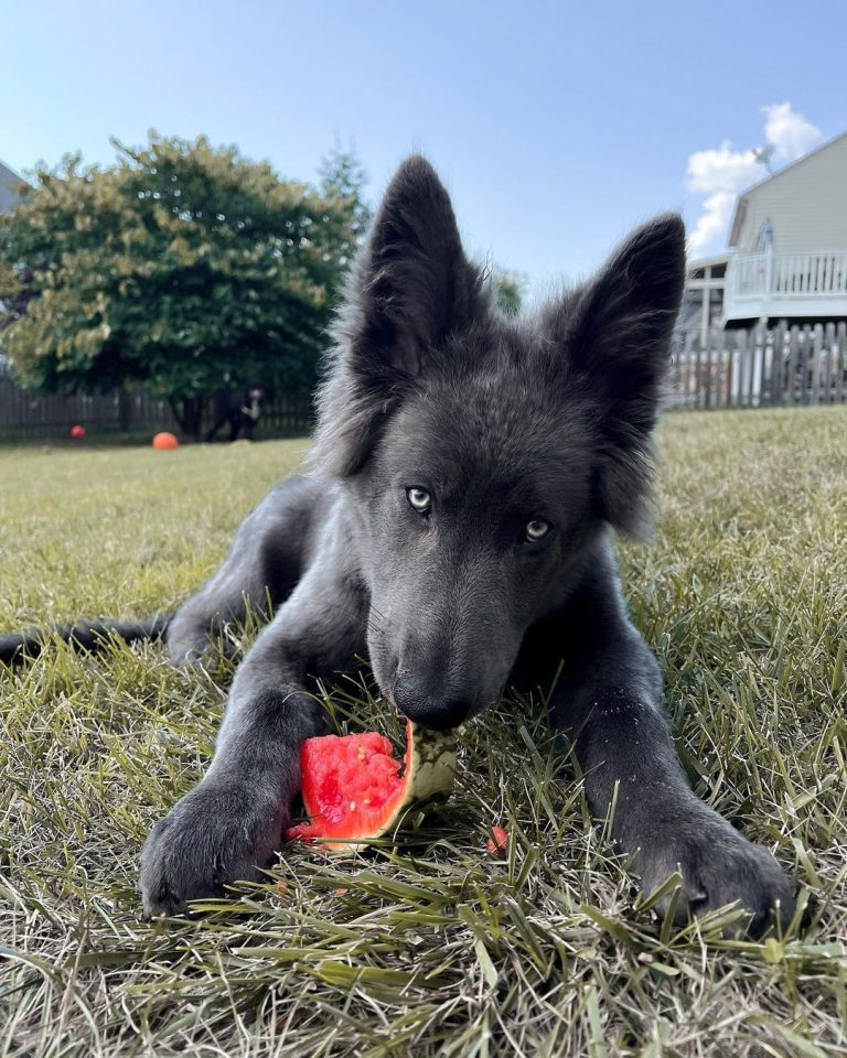 Blue Bay Shepherd Breeders: The One And Only