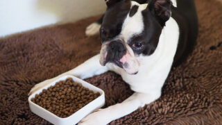 Boston Terrier Feeding Chart: The Bostie’s Diet Info