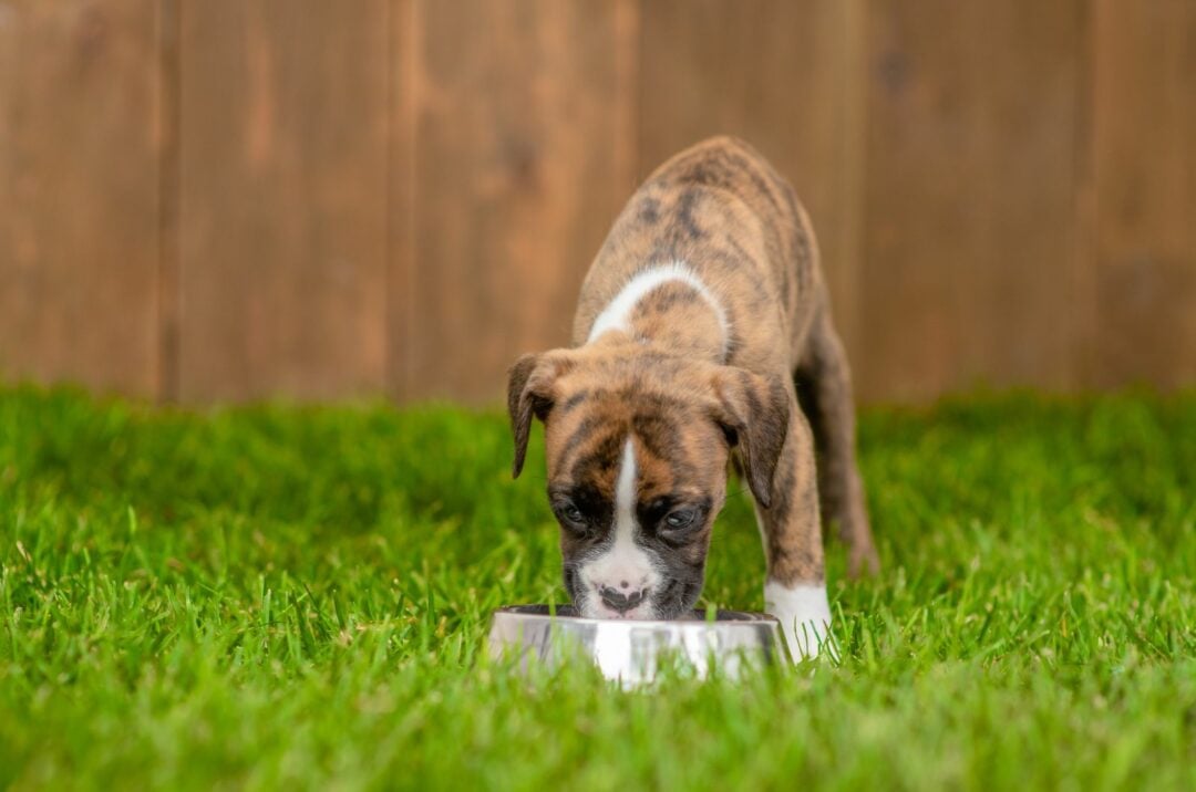 boxer-feeding-chart-all-there-is-to-know