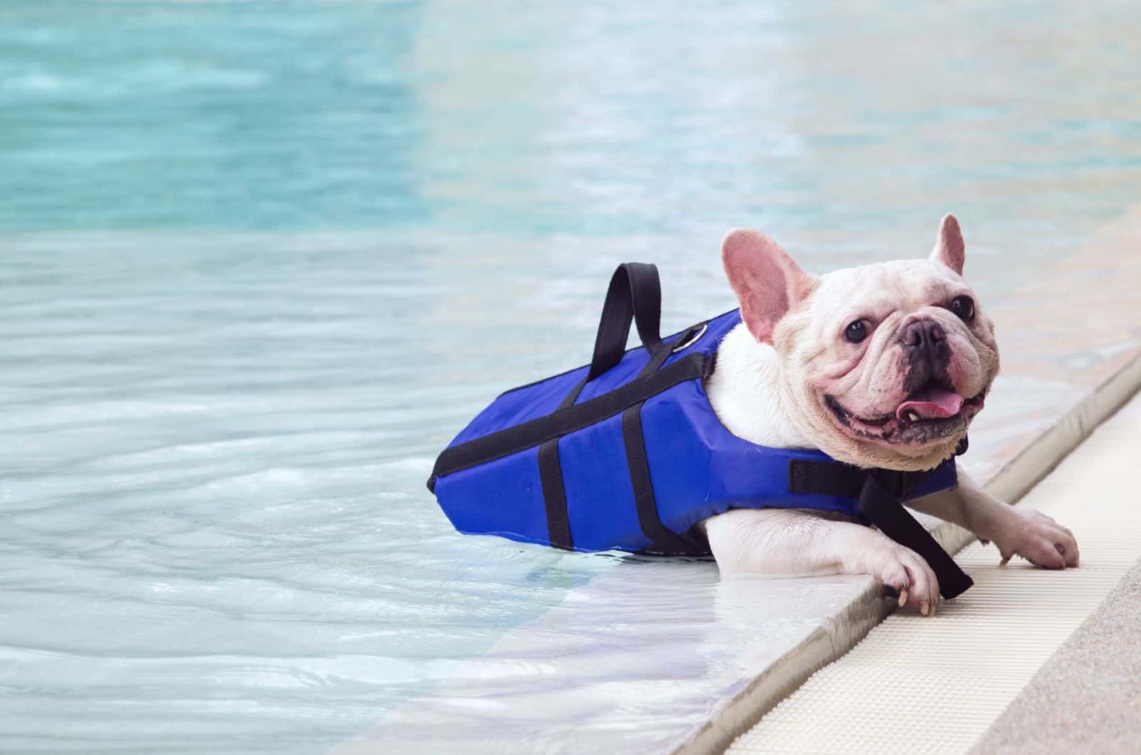 Top 7 Dog Life Jackets For French Bulldogs To Keep Them Safe