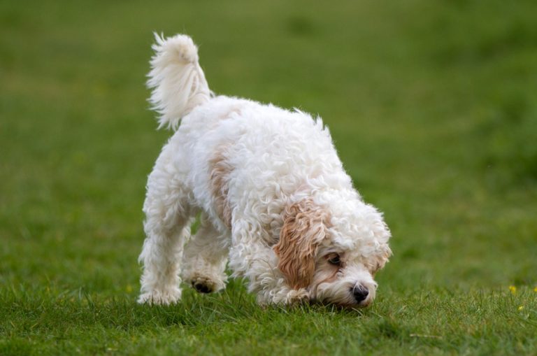 These 7 Cavachon Breeders Are The Ones You Can Trust