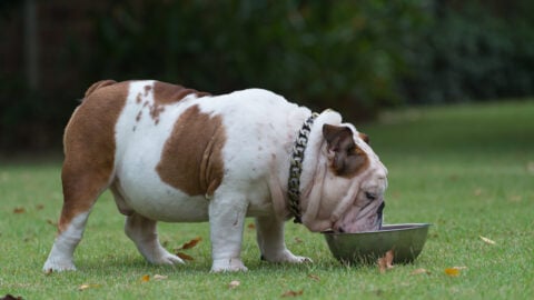 English Bulldog Feeding Chart: How Much Food Is Enough?