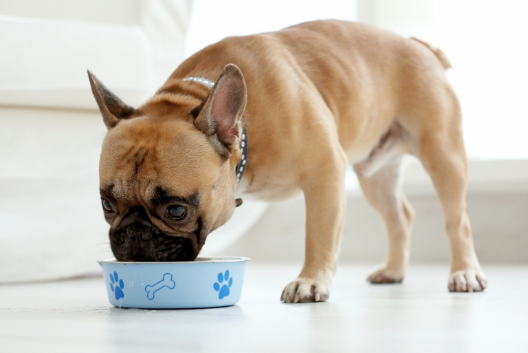 french-bulldog-raw-diet-should-you-feed-frenchie-raw