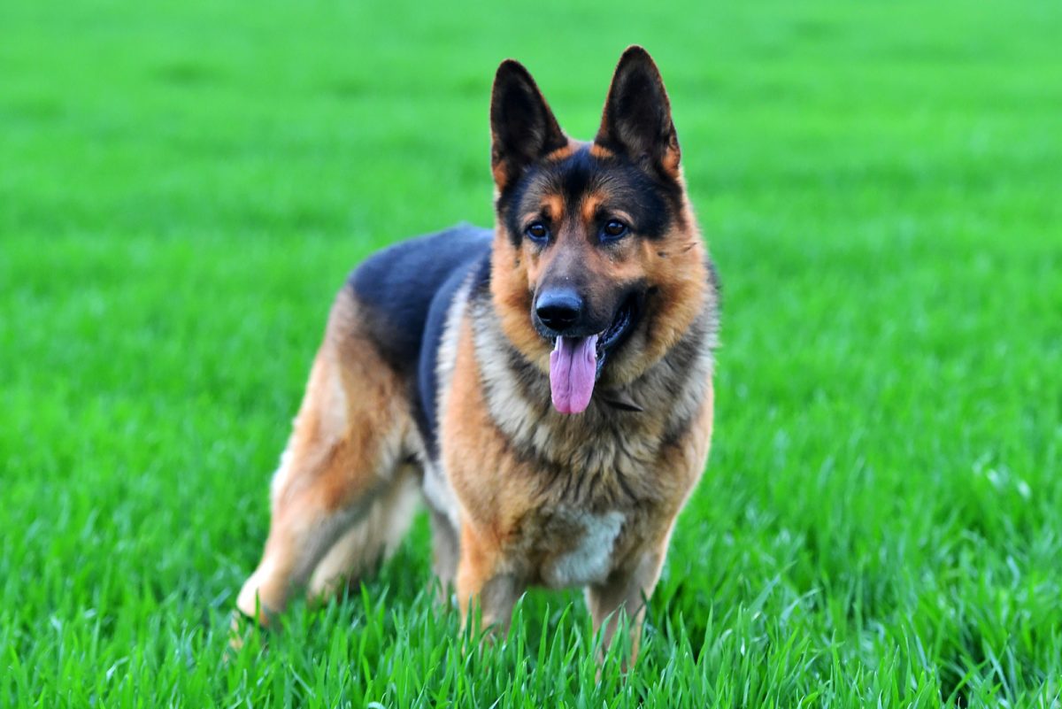 The German Shepherd Ears Chart: 7 Things You Need To Know