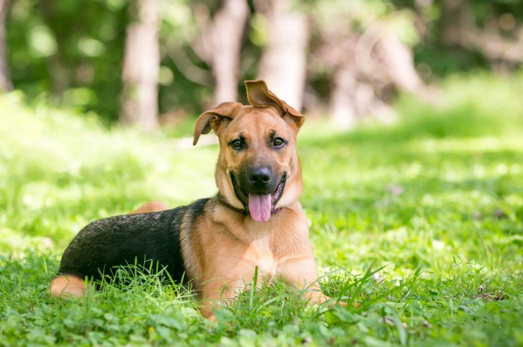 The German Shepherd Ears Chart: 7 Things You Need To Know