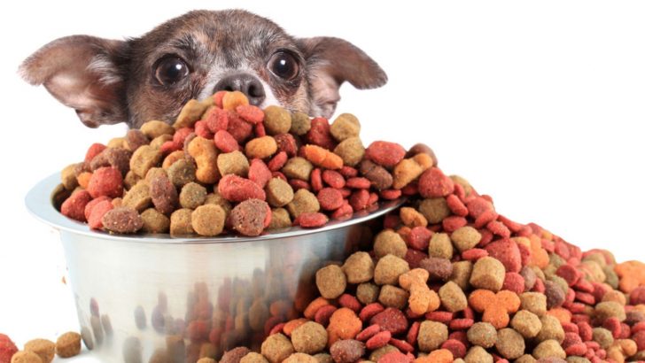 when should i stop feeding my chihuahua puppy food