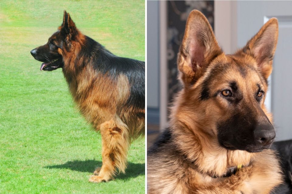 Long Haired German Shepherd Vs Short Haired: Which Is Better?