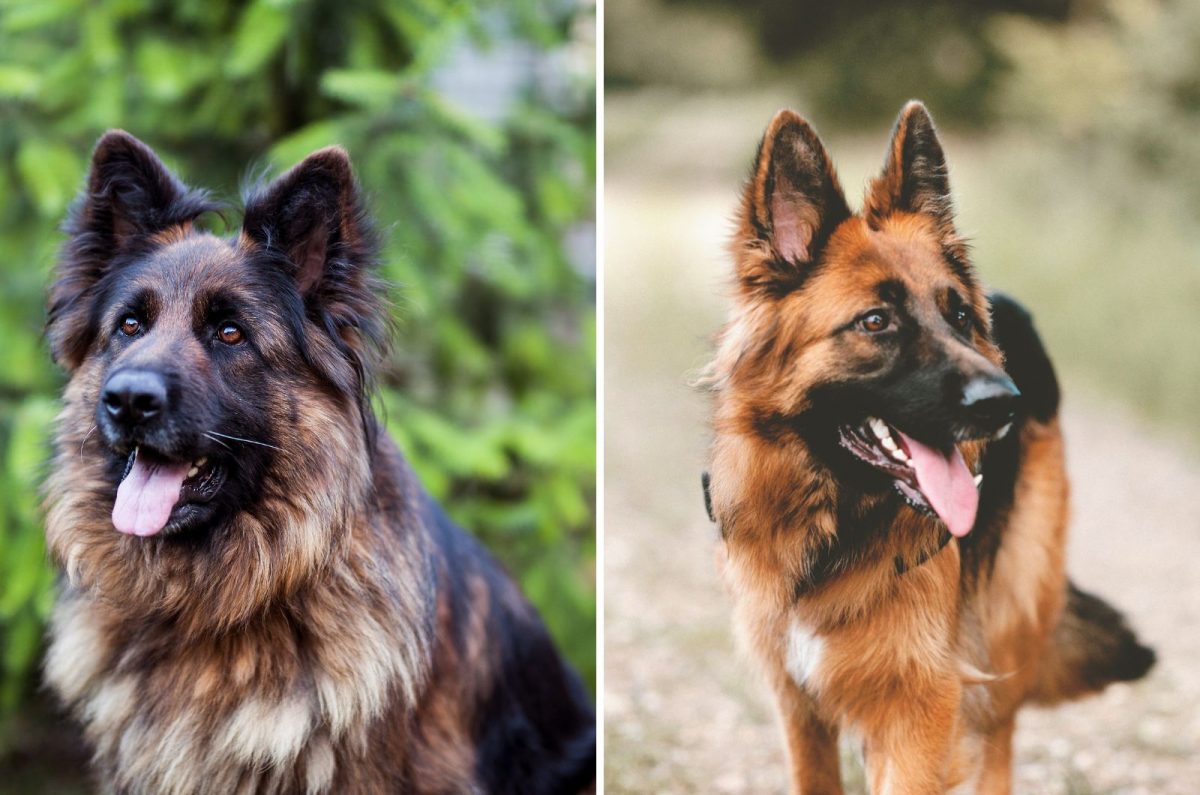 Long Haired German Shepherd Vs Short Haired: Which Is Better?