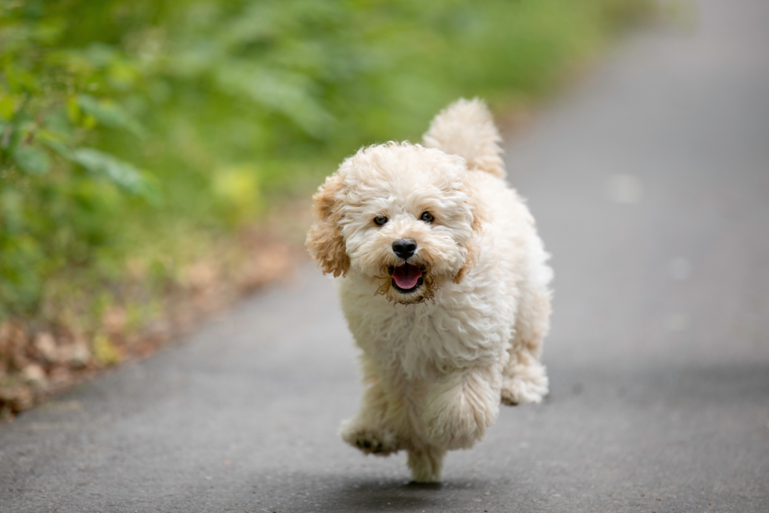 Top Maltipoo And Teacup Maltipoo Breeders From Usa