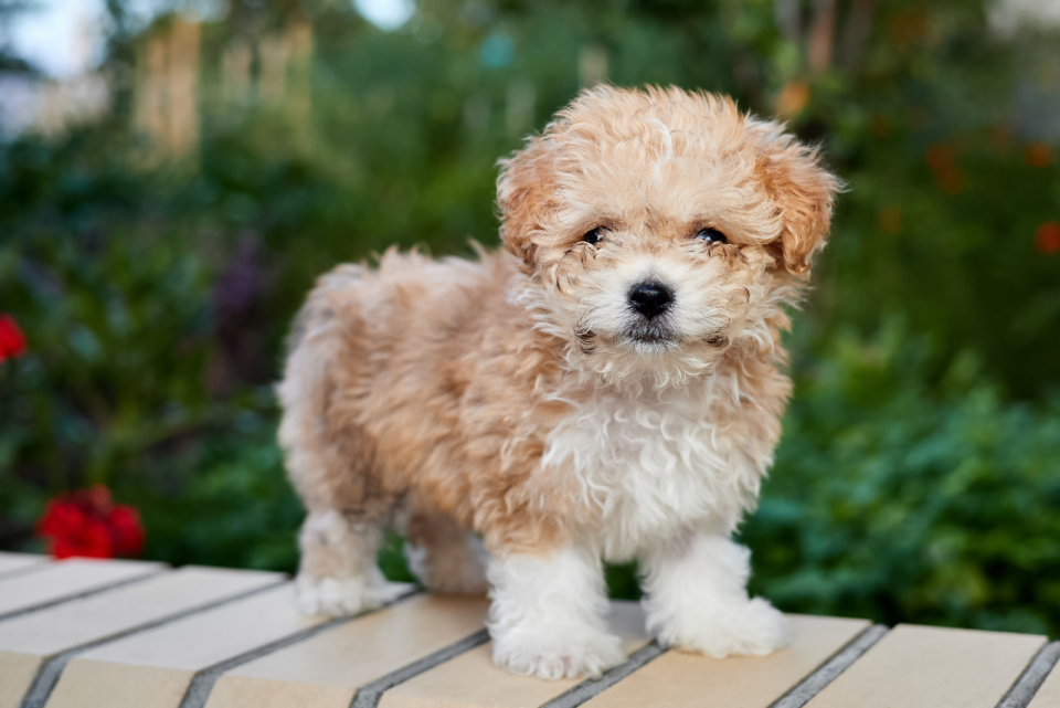 Top Maltipoo And Teacup Maltipoo Breeders From USA