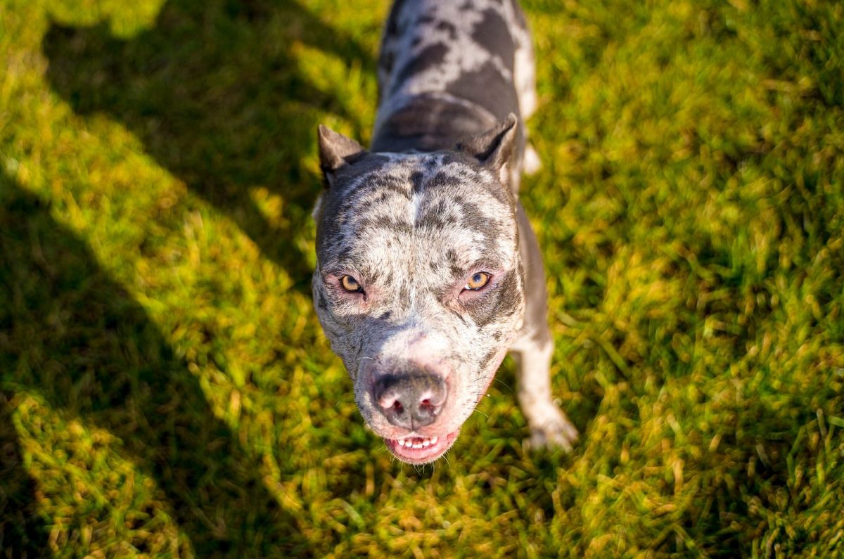 What Is A Merle XL Bully And Should You Get One   Merle XL Bully Looking Up 1200x795 