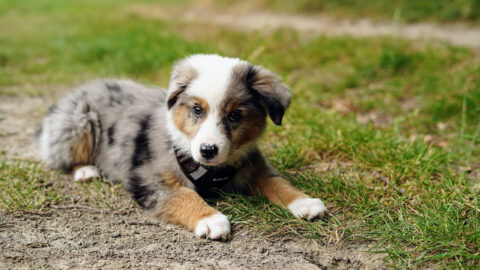 Mini Australian Shepherd Guide. Let’s Meet This Amazing Breed