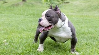 Razor Edge Pitbull - Everything You Need To Know