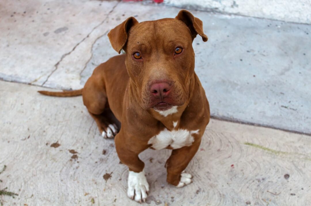 5 Excellent Red Nose Pitbull Breeders From The USA