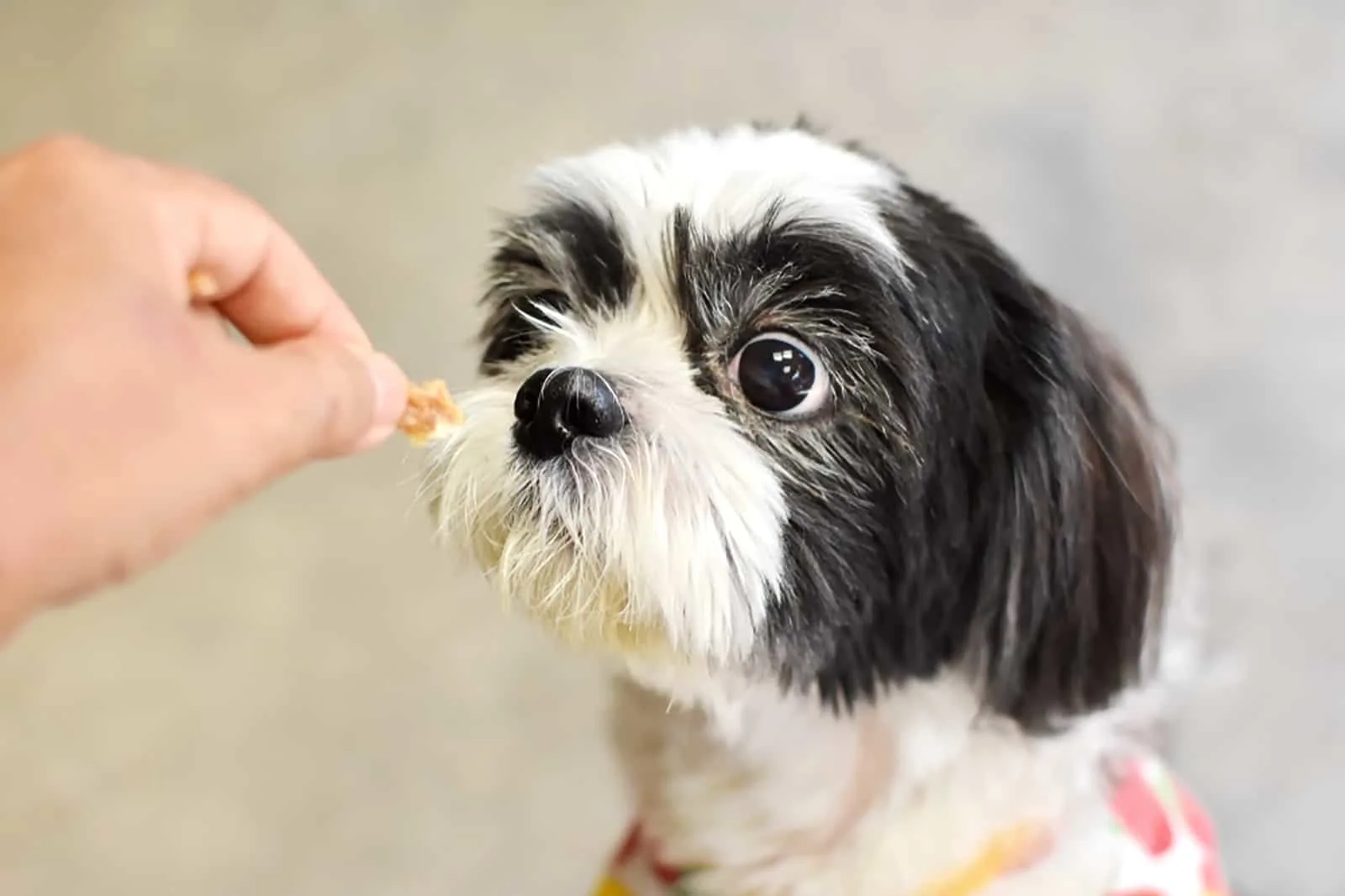 Shih tzu shop puppy not eating