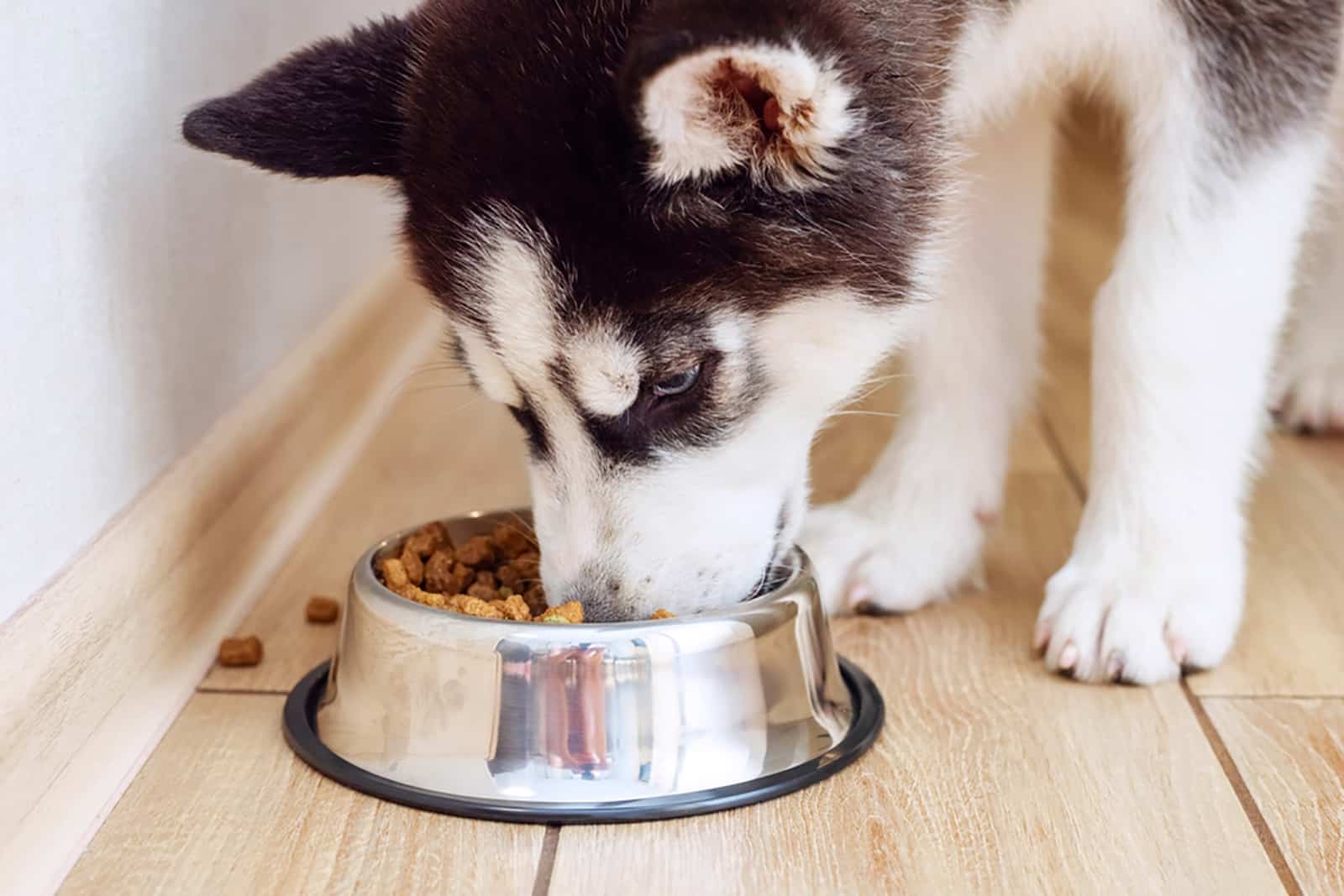 Siberian Husky Feeding Chart How Much Food To Serve