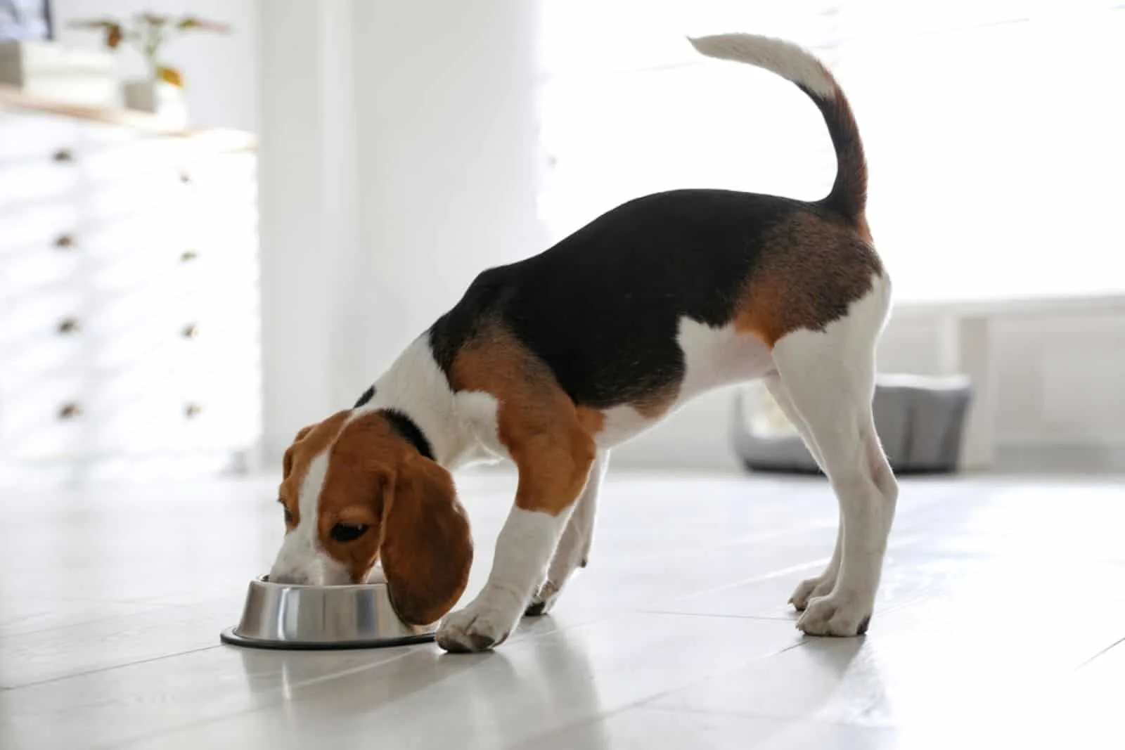 how much food do i feed my beagle puppy