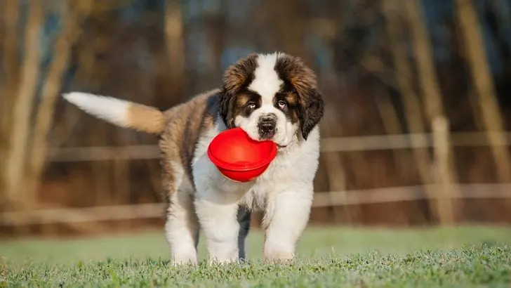 how much should i feed my saint bernard