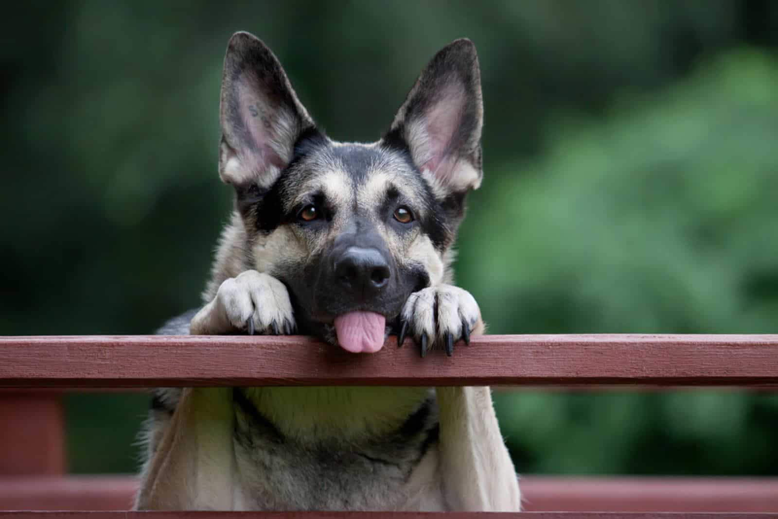 Why Do Dogs Stick Their Tongue Out Becauph