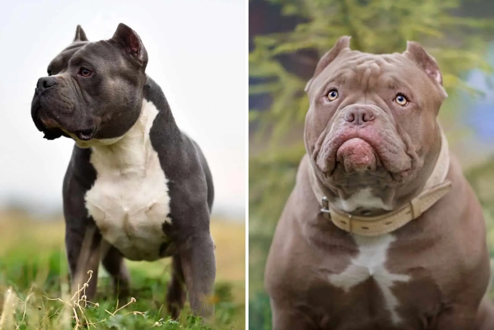 XXL American Bully -XXL Luxor Bullys Odysseus Bully Breeds, 53% OFF