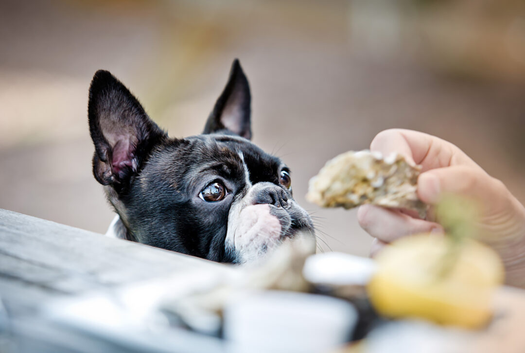 Boston Terrier Feeding Chart The Bostie’s Diet Info