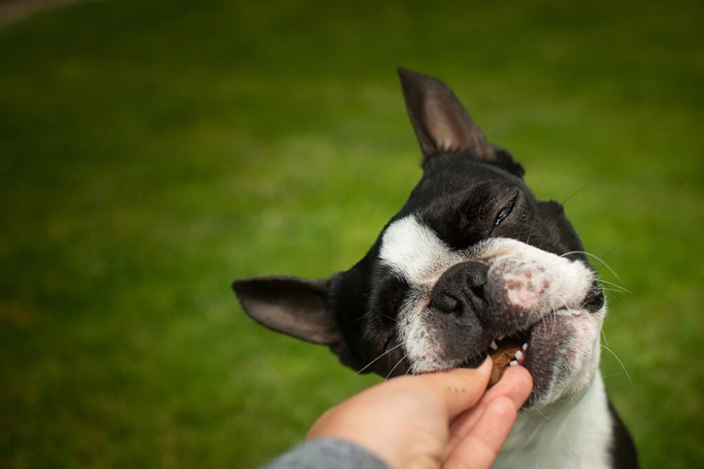 Boston Terrier Feeding Chart: The Bostie’s Diet Info