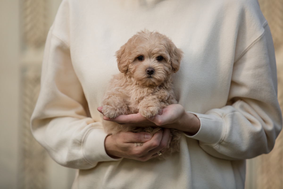 Top Maltipoo And Teacup Maltipoo Breeders From USA