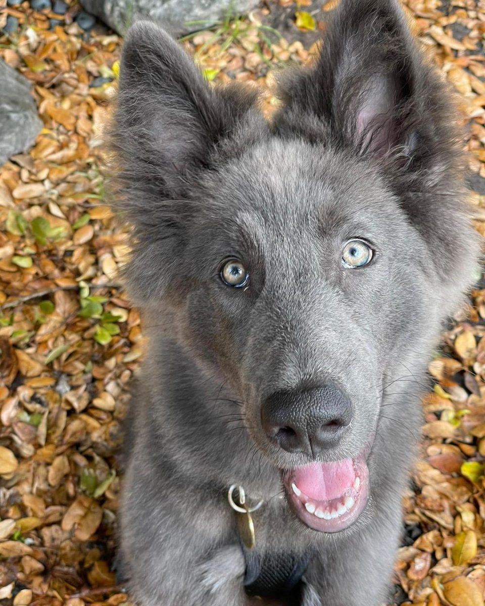 Blue Bay Shepherd Breeders: The One And Only