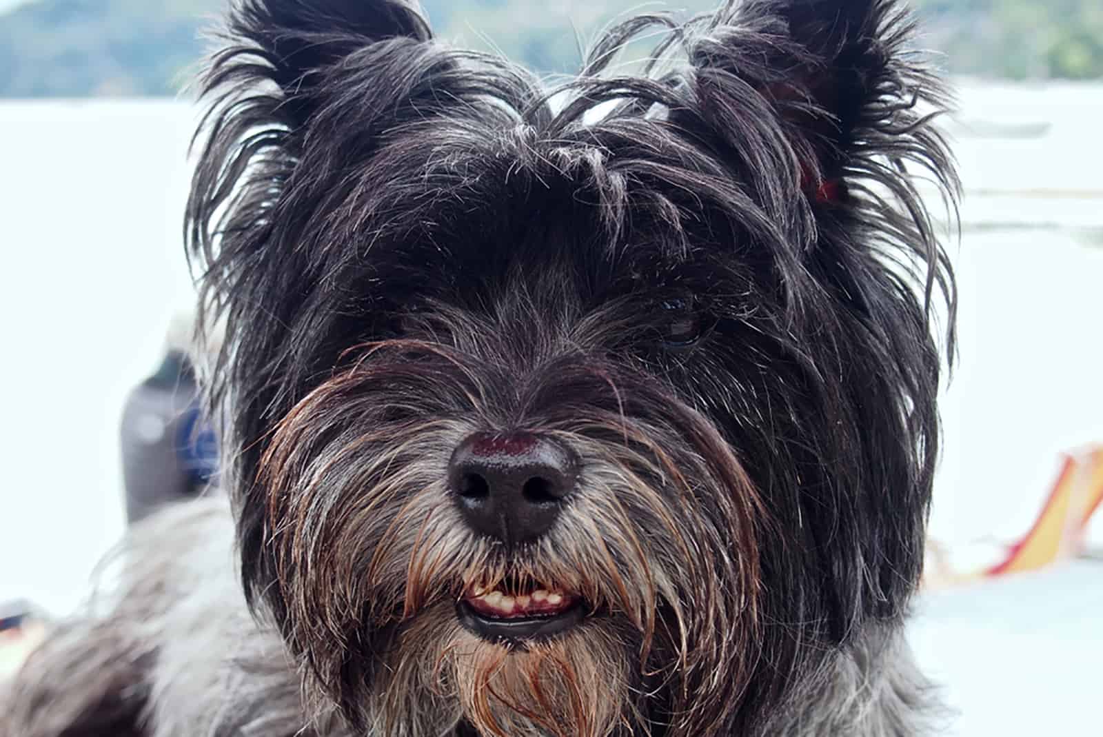 what breed of dog looks like an ewok