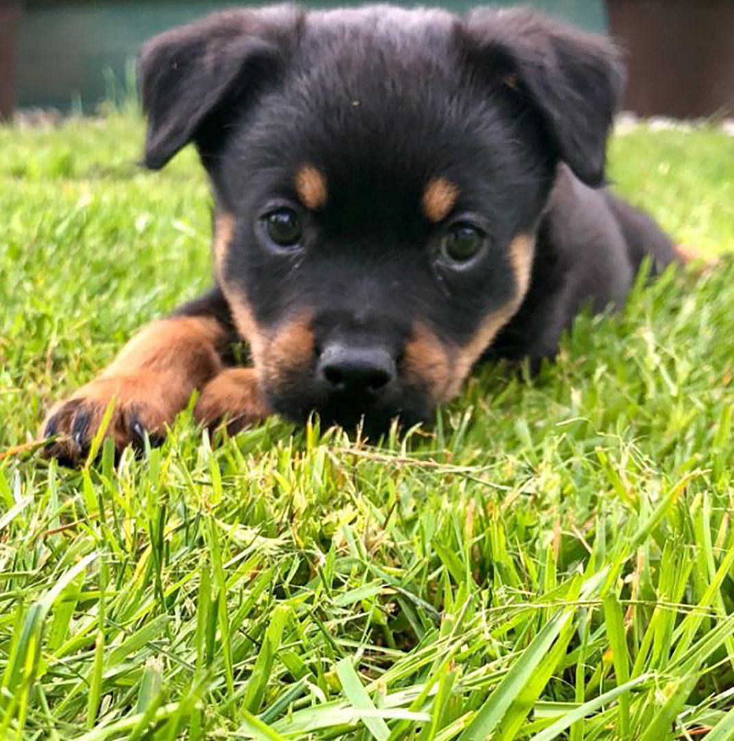 Australian Shepherd Rottweiler Mix: Beauty And Brawn