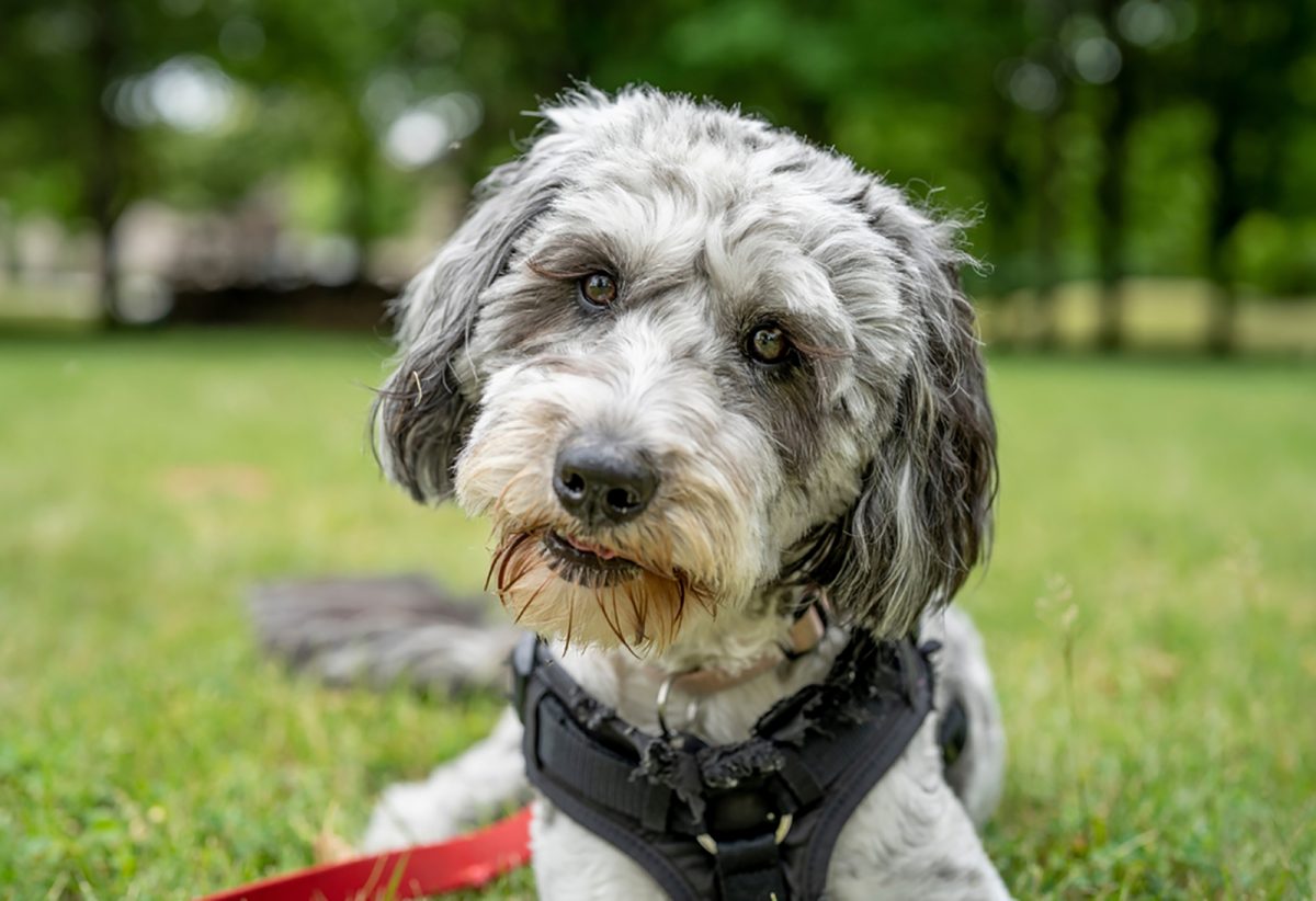 Top 8 Aussiedoodle Breeders In The U.S.