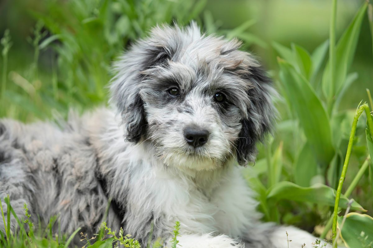 Top 8 Aussiedoodle Breeders In The U.S.