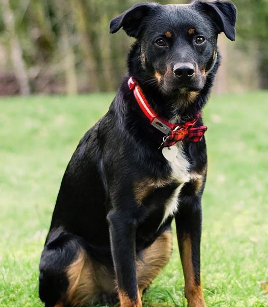 Australian Shepherd Rottweiler Mix: Beauty And Brawn