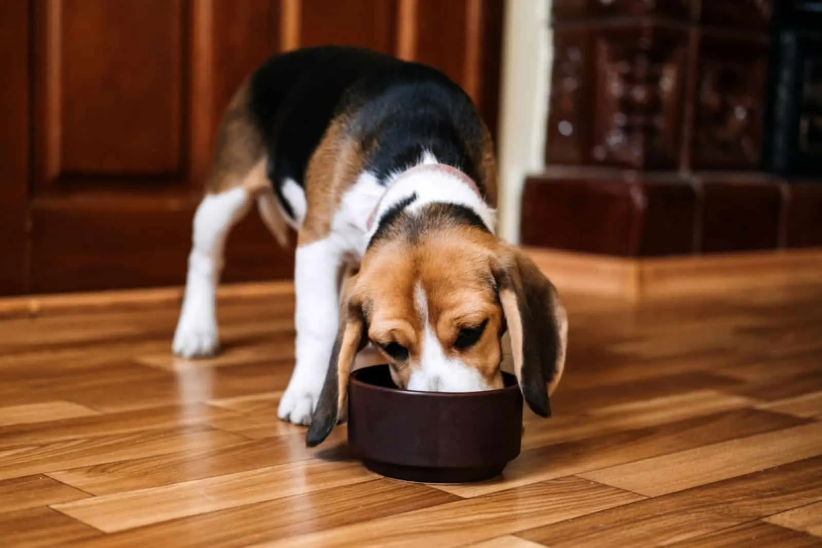 how much should a beagle eat per day