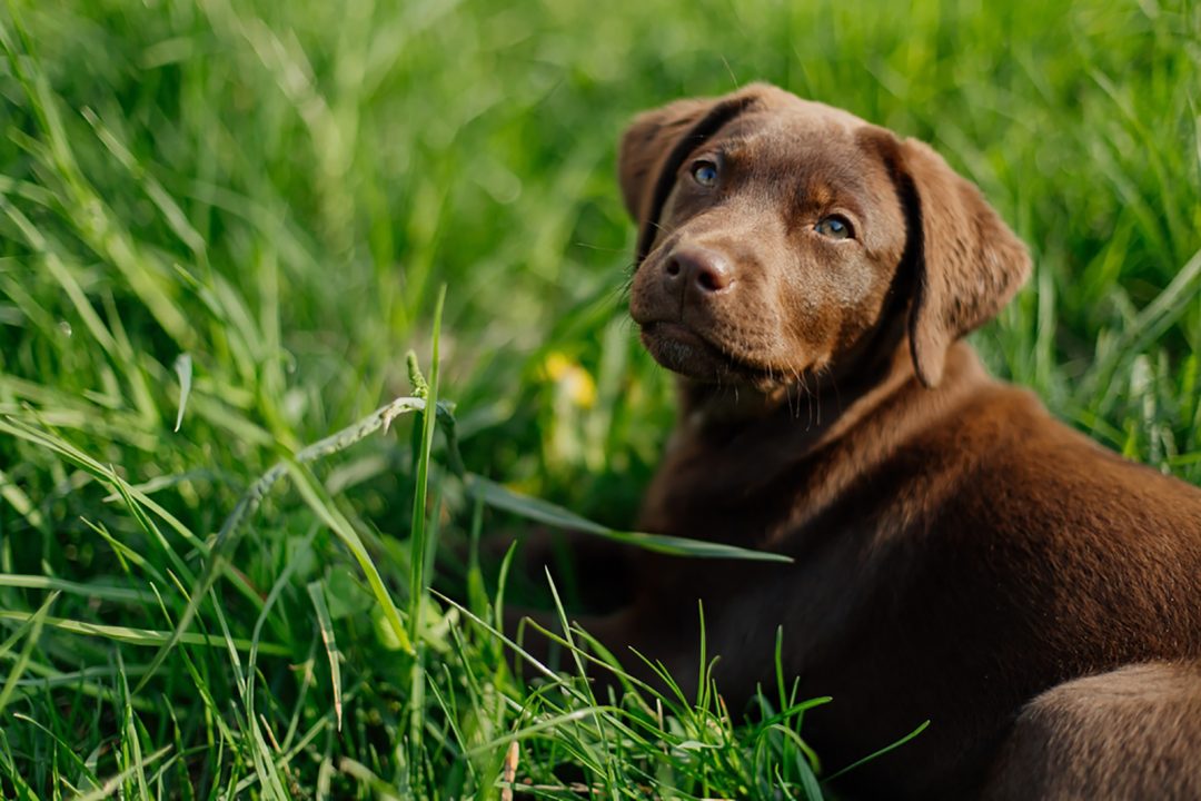 11 Amazing Chocolate Lab Breeders From All Over The USA