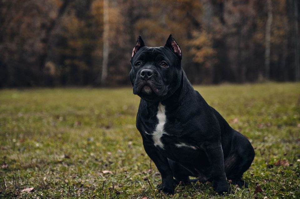 Here Are 8 XL Bully Breeders You Can Trust