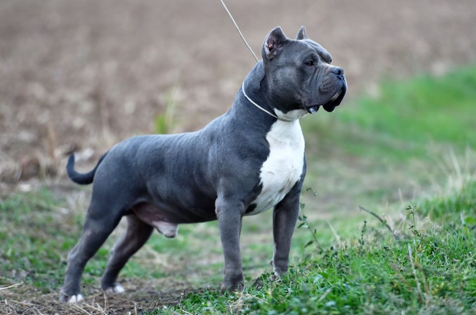 Here Are 8 XL Bully Breeders You Can Trust