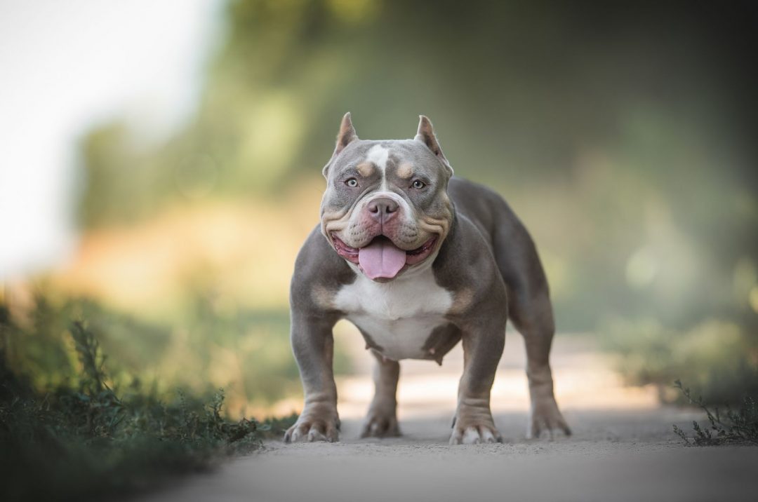 Here Are 8 XL Bully Breeders You Can Trust