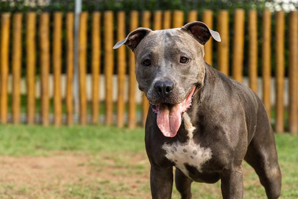 A List Of 7 Reputable Blue Nose Pitbull Breeders