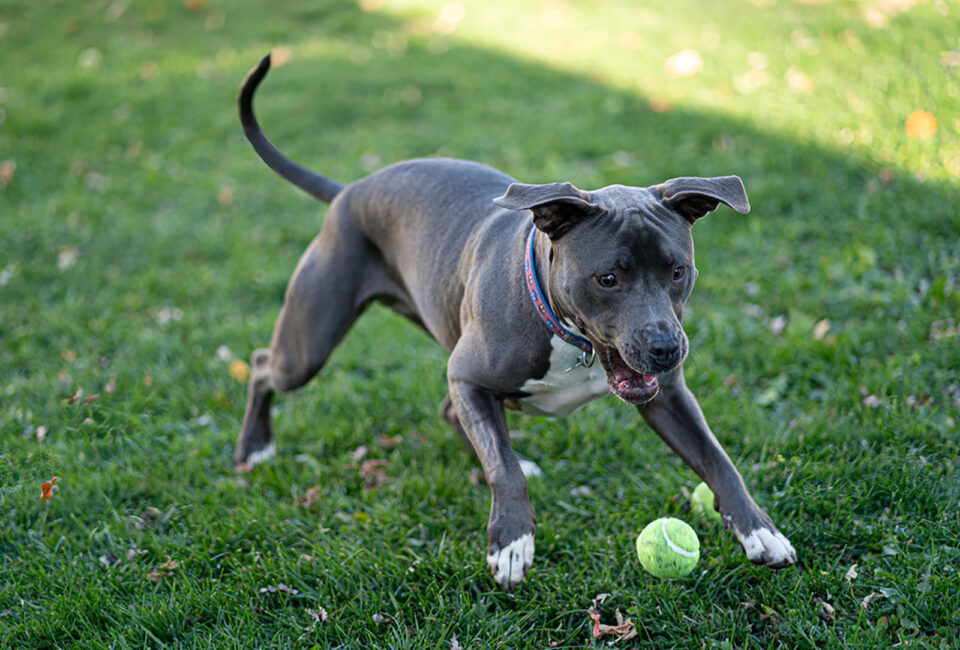 A List Of 7 Reputable Blue Nose Pitbull Breeders